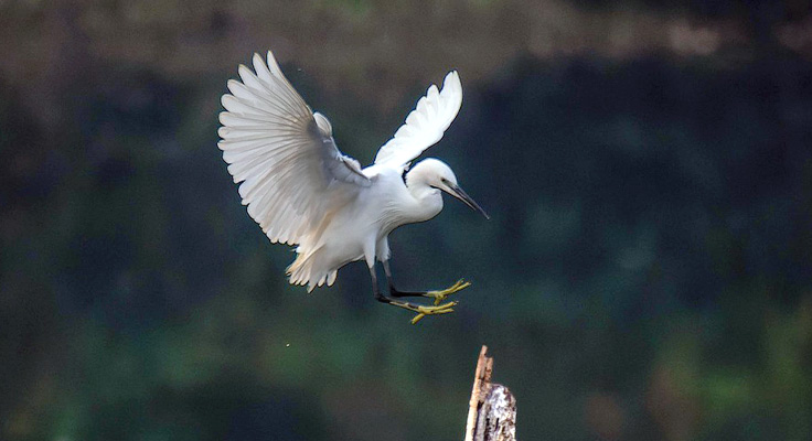 Aigrette garzette