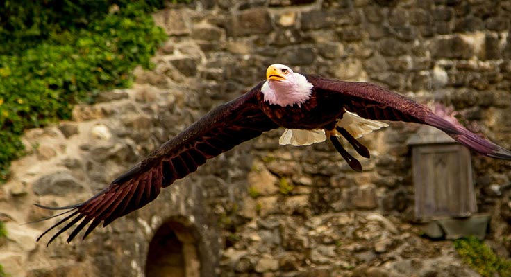 Spectacle au Puy du Fou