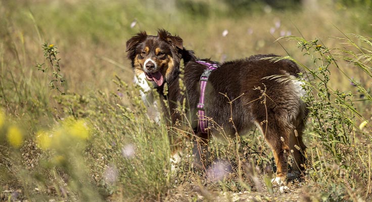 Chien en balade