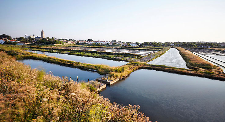 Les marais &agrave; Saint-Jean-de-Monts